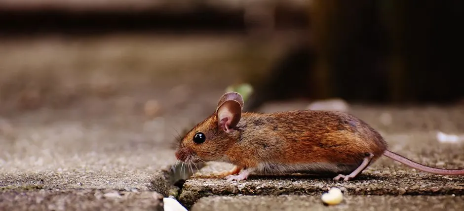 A detailed photo of a wood mouse (Apodemus sylvaticus) exploring outdoors.