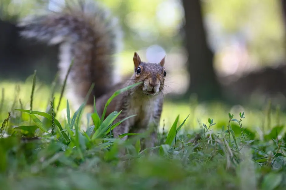 Close-up of a squirrel foraging in a New York park, showcasing natural behavior.
