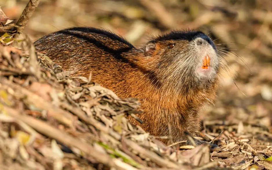 Detailed close-up of a nutria in a natural setting. Perfect for wildlife photography enthusiasts.