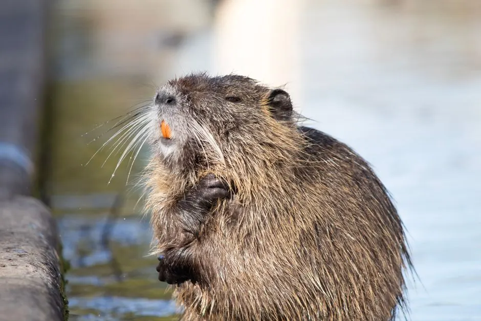 Discover this close-up of a nutria basking by the water in Montpellier, France.